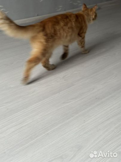 Рыжый красавец ищет семью