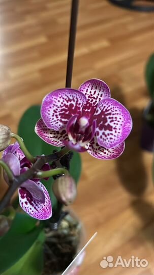 Орхидея Павлин