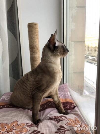 Корниш-рекс вязка