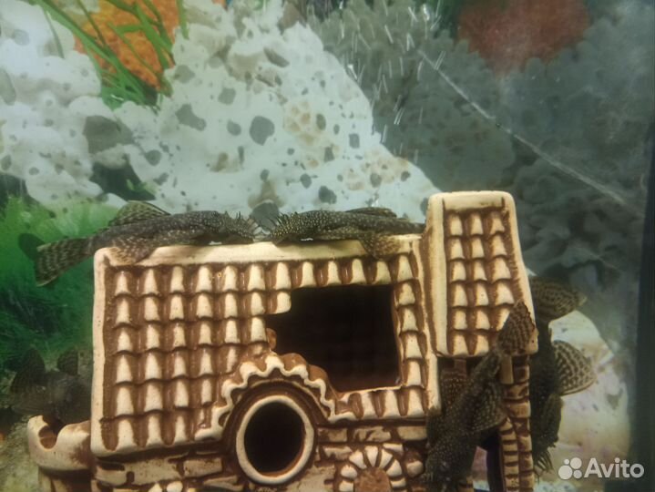 Сомики анциструсы