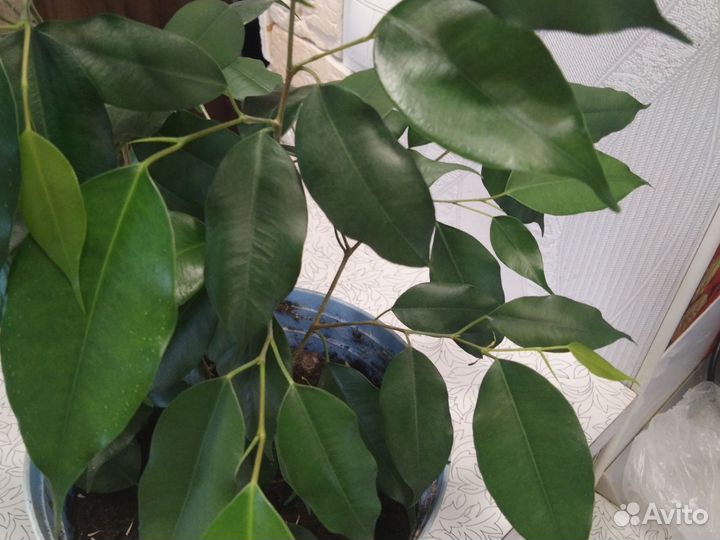 Фикус бенджамина