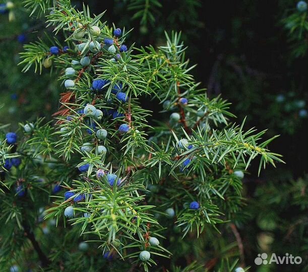 Можжевельник лекарственный