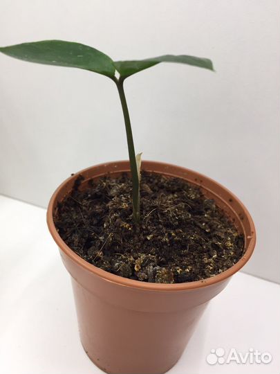 Замиокулькас