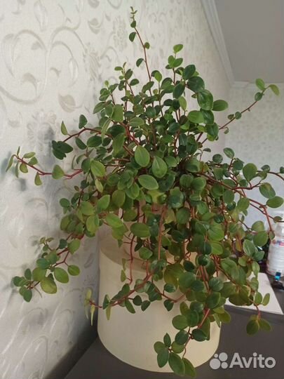 Пеперомия мелколистная