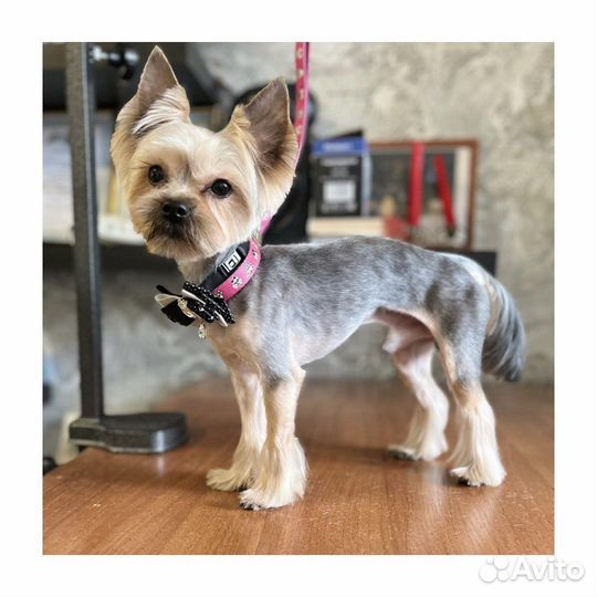 Стрижка кошек, груминг с выездом на дом