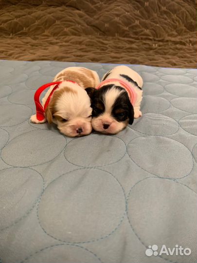 Кавалер Кинг Чарльз Спаниэль