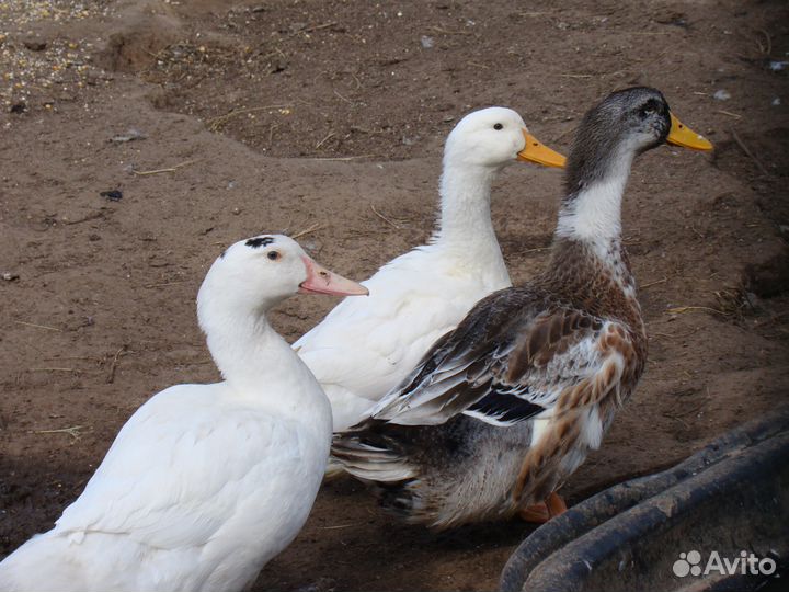 Молодняк кур