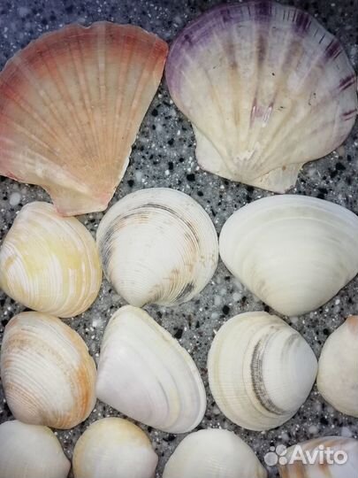 Морские ракушки