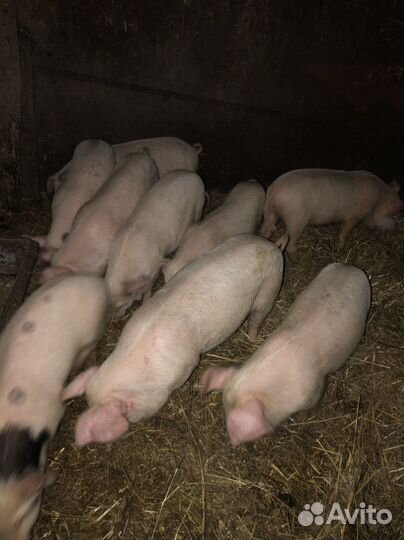 Поросята
