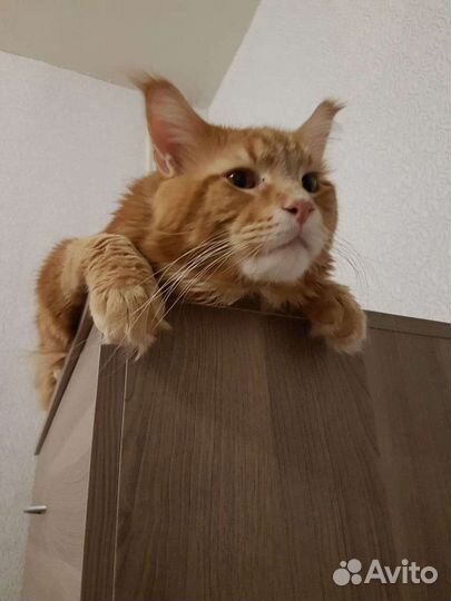 Вязка мейнкун