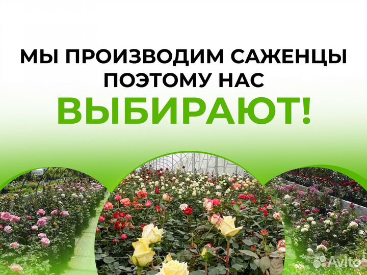 Саженцы роз оптом (450 сортов) - Амбер квин(Amber