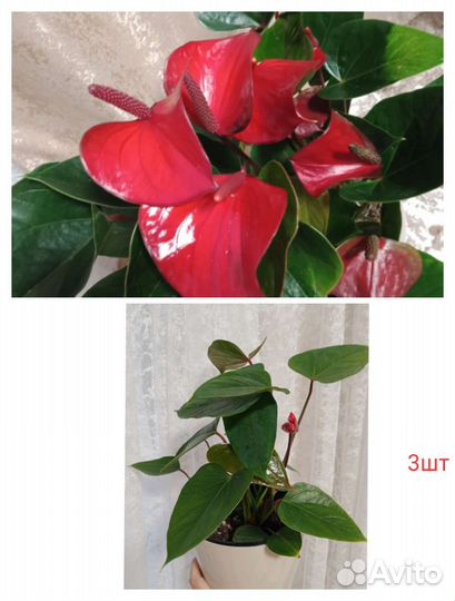Антуриум красный