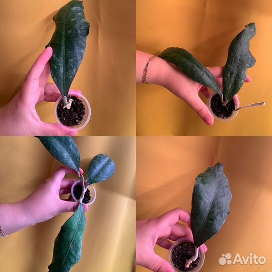 Хойя обновлено 10.07