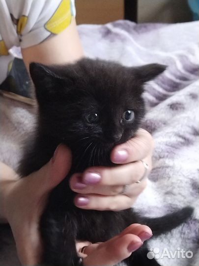 Котята