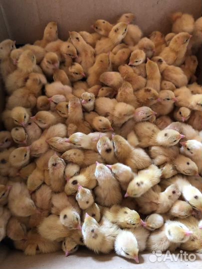 Цыплята перепелов, суточные, подрощенные