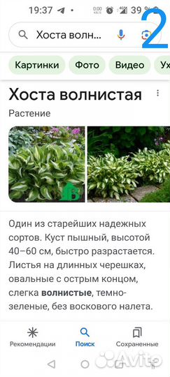 Хоста