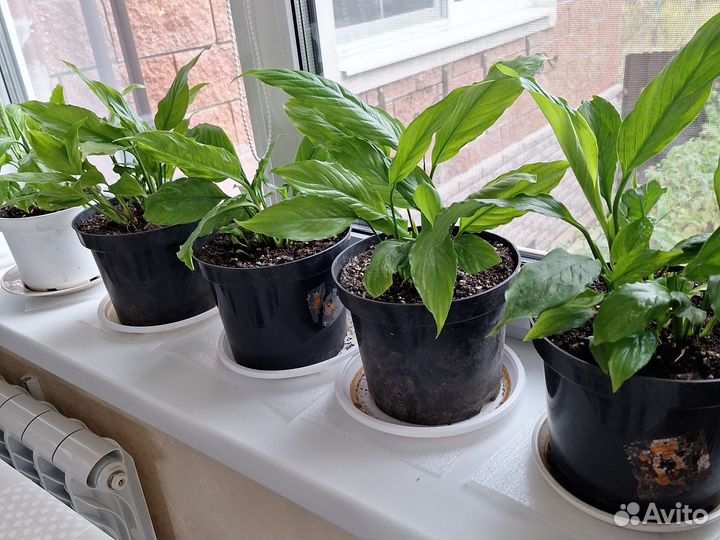 Спатифилум