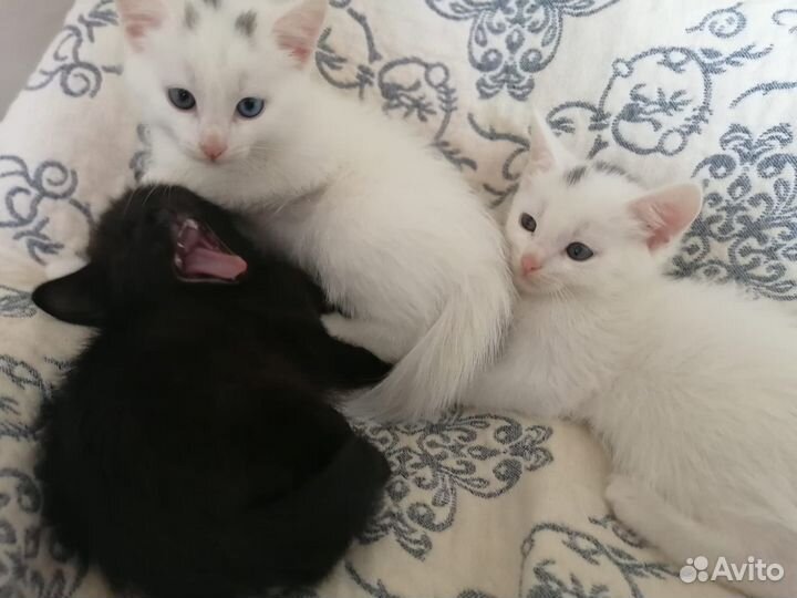 Котята турецкой ангоры