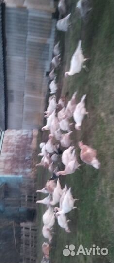 Домашняя птица