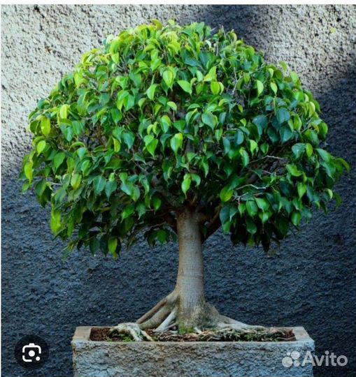 Комнатные растения