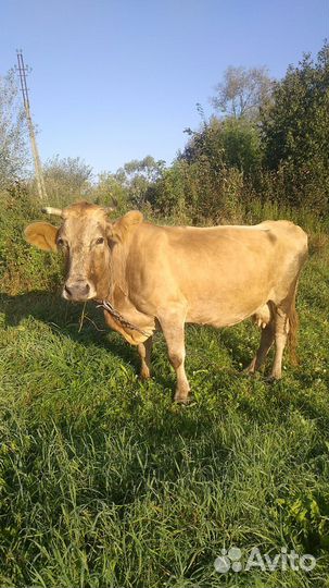 Корова дойная молочная