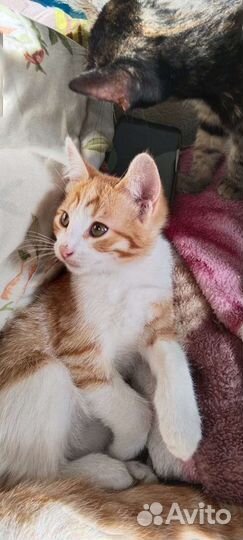 Ласковый котенок