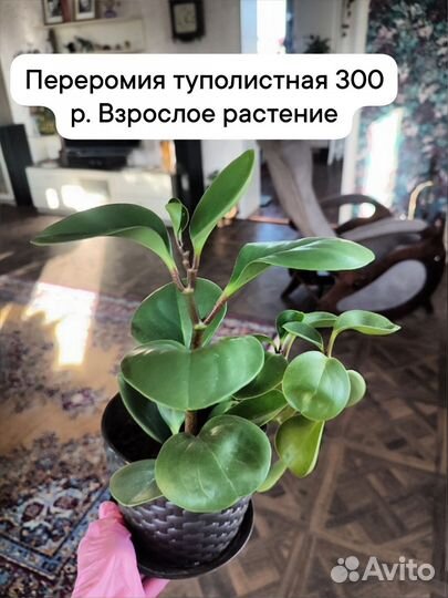 Комнатные цветы амариллис, традесканция, сигнониум