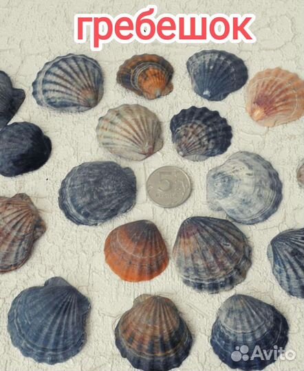 Черноморская ракушка