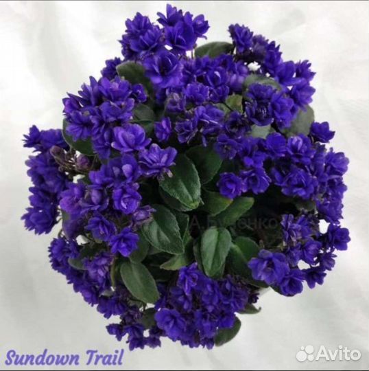 Фиалка трейлерная