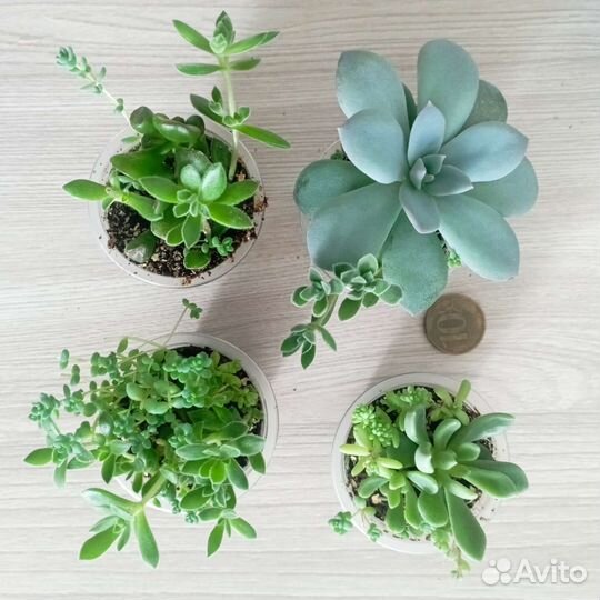 Суккулентные растения