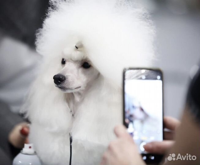 Стрижка собак и кошек