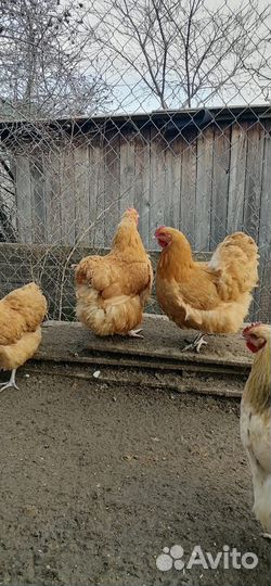 Инкубационное яйцо породы орпингтон, окрас палевый