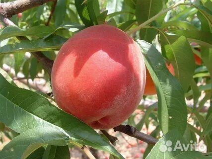 Саженцы персика чемпион