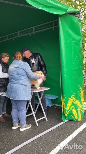 Шпиц. Вязка. Кобель