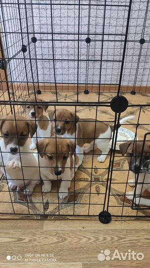 Щенки джек рассел терьер