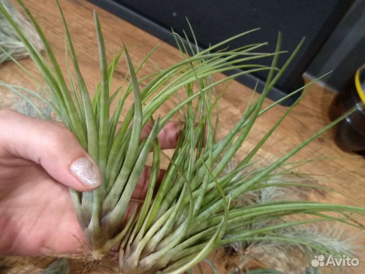 Тилландсия атмосферная