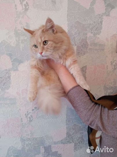 Кошка Абрикоска