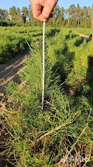 Сеянцы сосны обыкновенной окс