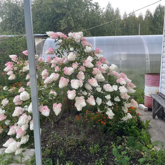 Дом 100 м² на участке 4,5 сот.