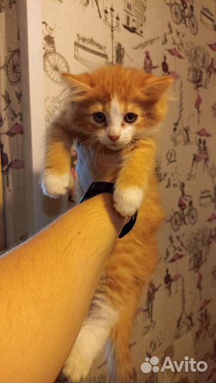 Котёнок