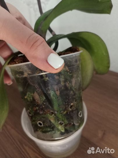 Орхидея фаленопсис Сого Даймонд