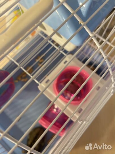 Джунгарский хомяк с клеткой