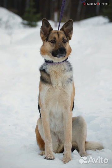 Девочка тип овчарки (помесь) ищет дом
