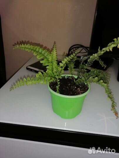 Папоротник комнатный