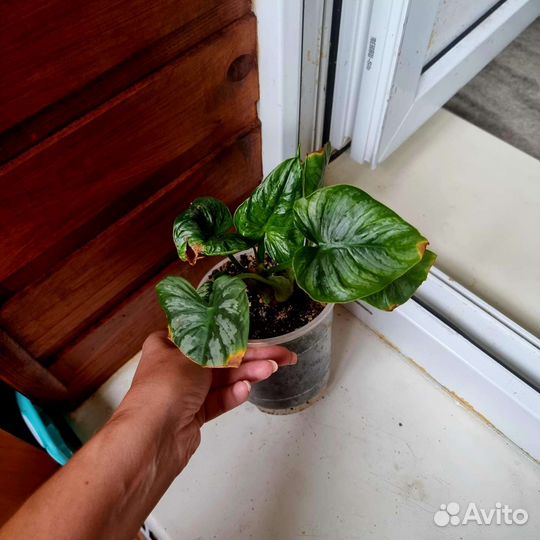 Сортовые филодендроны