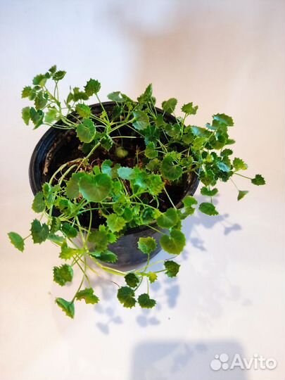 Кампанула махровая, невеста махровая