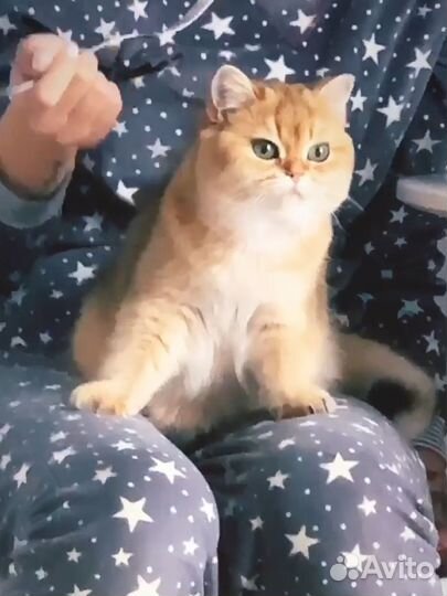 Кошка золотая шиншилла в добрые ручки