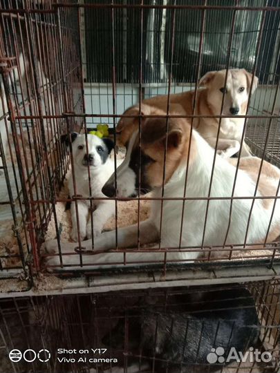 Щенки приюта