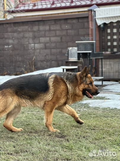 Вязка собак немецкая овчарка