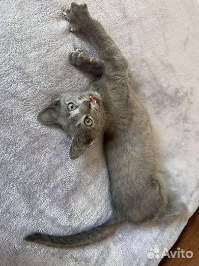 Котенок
